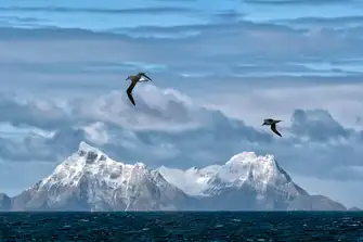 Put your binoculars to good use and keep an eye out for albatrosses 